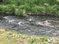 秩父フライフィールド 釣果