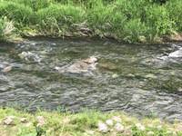 秩父フライフィールド 釣果