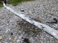 秩父フライフィールド 釣果