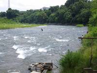 秩父フライフィールド 釣果