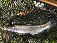 秩父フライフィールド 釣果