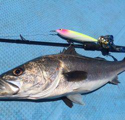 Rush(ラッシュ) 釣果