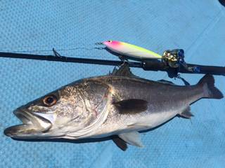 Rush(ラッシュ) 釣果