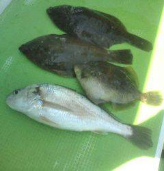 金沢八景鴨下丸 釣果