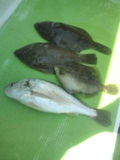 金沢八景鴨下丸 釣果