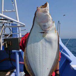 小樽港遊漁船ＳＨＡＫＥ 釣果