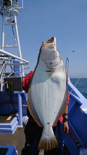 小樽港遊漁船ＳＨＡＫＥ 釣果