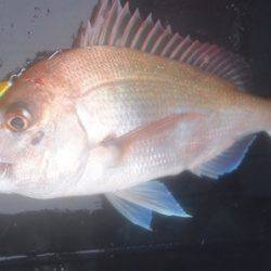 渡船屋たにぐち 釣果