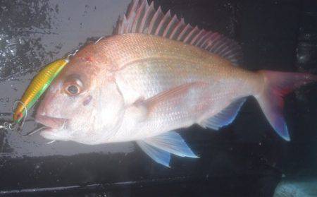 渡船屋たにぐち 釣果