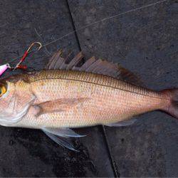 渡船屋たにぐち 釣果