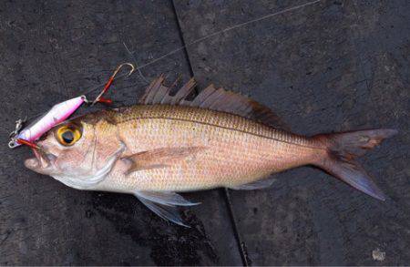渡船屋たにぐち 釣果