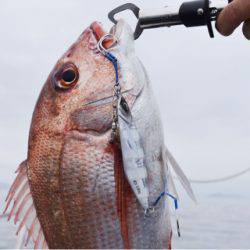 渡船屋たにぐち 釣果