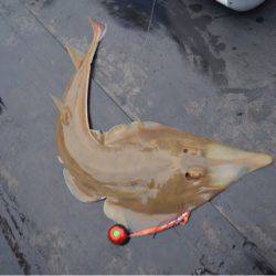 渡船屋たにぐち 釣果