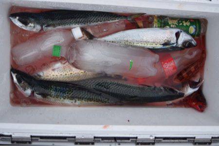 渡船屋たにぐち 釣果