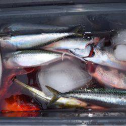 渡船屋たにぐち 釣果