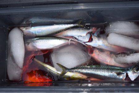 渡船屋たにぐち 釣果