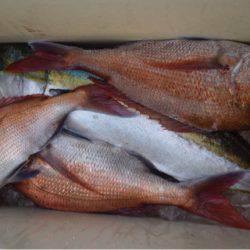 渡船屋たにぐち 釣果