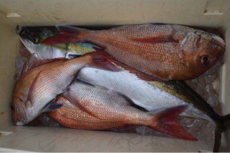 渡船屋たにぐち 釣果