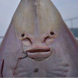 渡船屋たにぐち 釣果