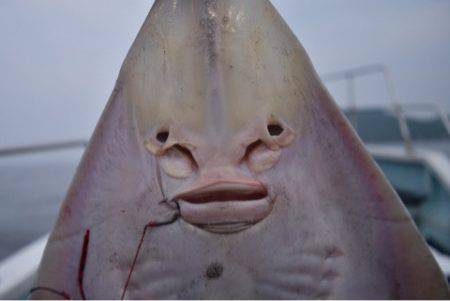 渡船屋たにぐち 釣果