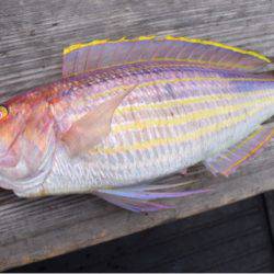 渡船屋たにぐち 釣果