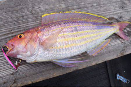 渡船屋たにぐち 釣果