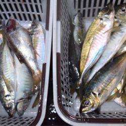 渡船屋たにぐち 釣果