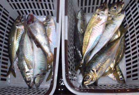 渡船屋たにぐち 釣果