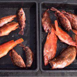 渡船屋たにぐち 釣果