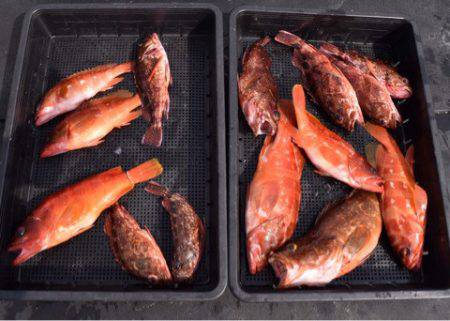 渡船屋たにぐち 釣果