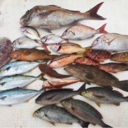 「LaGooN」蒼陽丸 日和号　 釣果