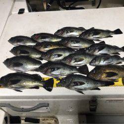 Monster Rush! 釣果