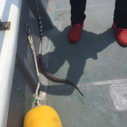 ＴＡＲＯＭＡＲＵ 釣果