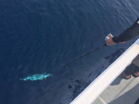 ＴＡＲＯＭＡＲＵ 釣果