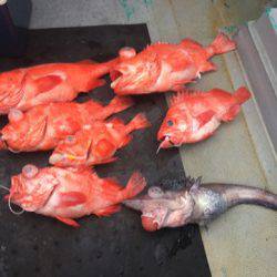 ＴＡＲＯＭＡＲＵ 釣果