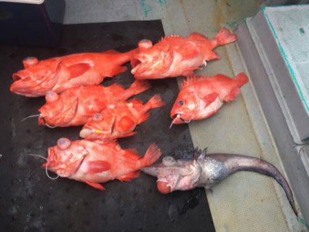 ＴＡＲＯＭＡＲＵ 釣果