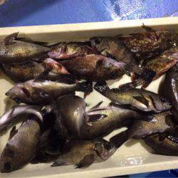 ヤザワ渡船 釣果