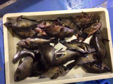 ヤザワ渡船 釣果