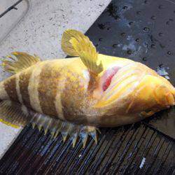 第二龍勢丸 釣果