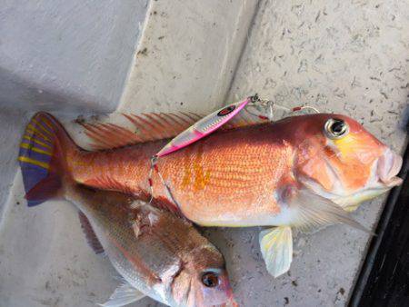 第二龍勢丸 釣果