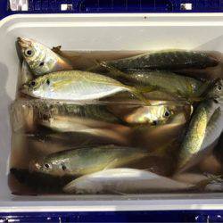 ヤザワ渡船 釣果