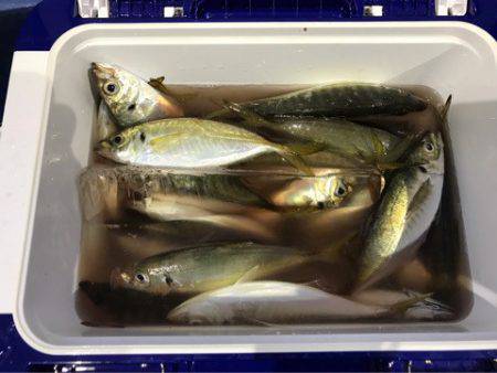 ヤザワ渡船 釣果