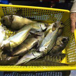 ヤザワ渡船 釣果