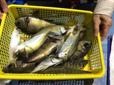 ヤザワ渡船 釣果