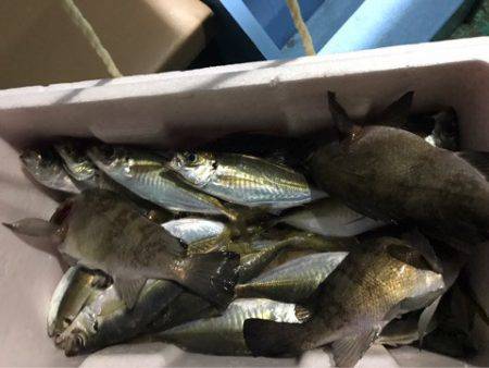 ヤザワ渡船 釣果