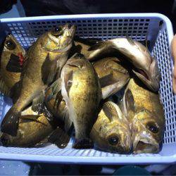 ヤザワ渡船 釣果