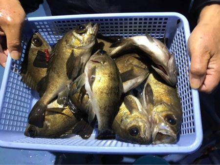 ヤザワ渡船 釣果