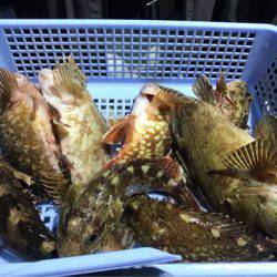 ヤザワ渡船 釣果