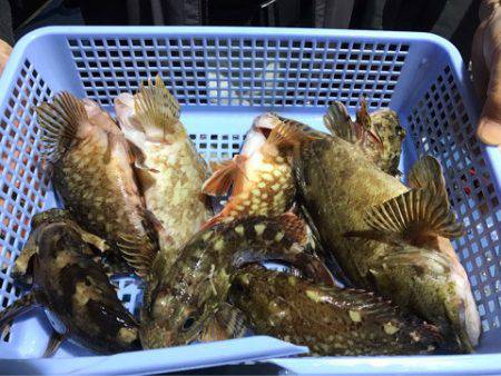 ヤザワ渡船 釣果