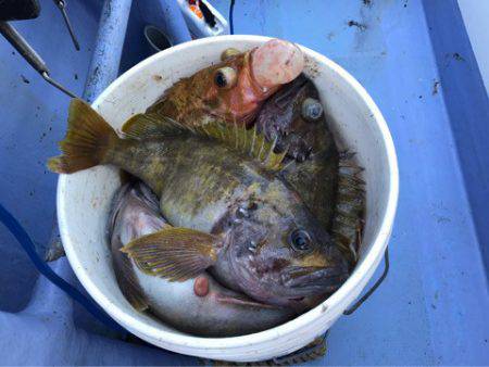 第二　つれたか丸 釣果